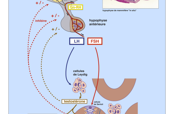 La régulation des hormones sexuelles (chez l'homme) - infographiee